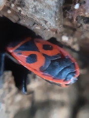 Pyrrhocoris apterus