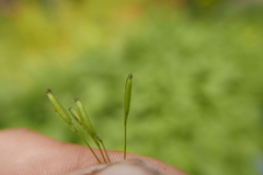 Osmorhiza purpurea
