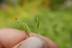 Osmorhiza purpurea