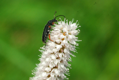 Anoplodera rufipes