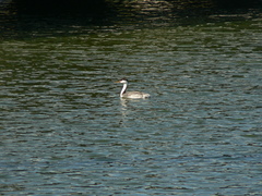 Aechmophorus clarkii