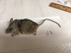 Peromyscus eremicus