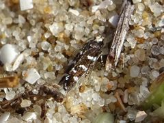 Eulamprotes superbella