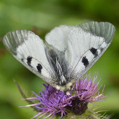 Parnassius nordmanni