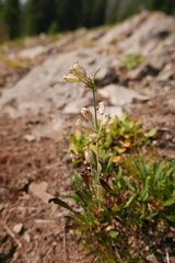 Silene parryi