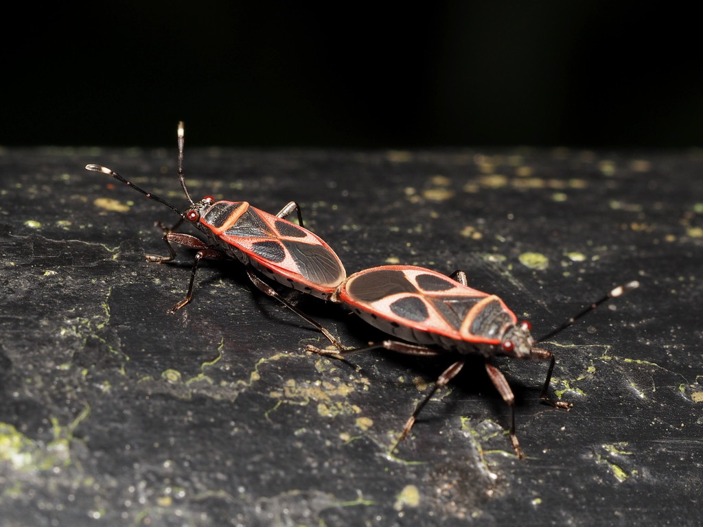Euscopus