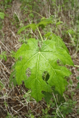 Cnidoscolus multilobus