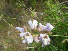 Salvia pomifera