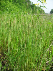 Alopecurus carolinianus