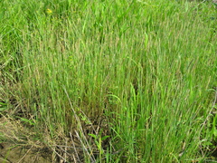 Alopecurus carolinianus