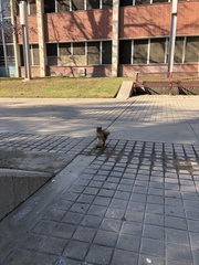 Sciurus niger