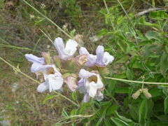 Salvia pomifera
