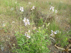 Salvia pomifera