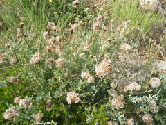 Globularia alypum