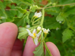 Solanum retroflexum