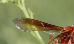 Poecilopompilus rubricatus