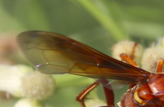 Poecilopompilus rubricatus