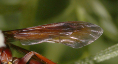 Poecilopompilus rubricatus