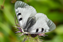 Parnassius nordmanni