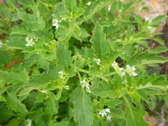 Solanum retroflexum