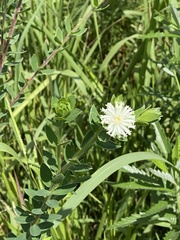 Lasiosiphon calocephalus