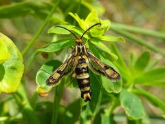 Chamaesphecia tenthrediniformis