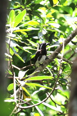 Stactolaema leucotis