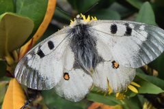 Parnassius nordmanni