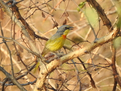 Telophorus sulfureopectus