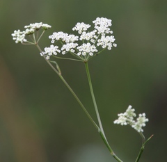 Pimpinella caffra