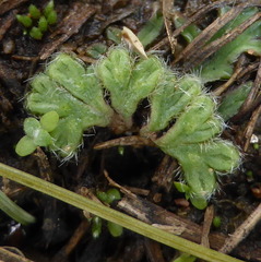 Riccia