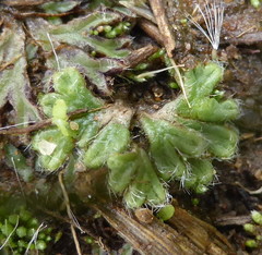 Riccia
