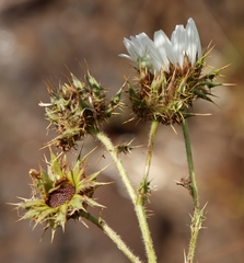 Berkheya cirsiifolia