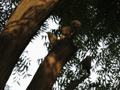 Acridotheres tristis