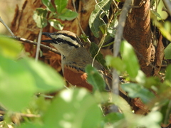 Tchagra australis