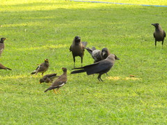 Acridotheres tristis