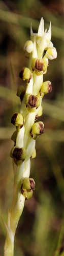 Image of Flange Blackface Monkshood (Pterygodium dracomontanum) by (c) Tony Rebelo, some rights reserved (CC BY-SA)