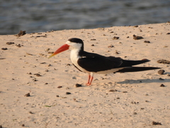 Rynchops flavirostris