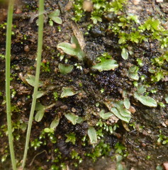 Riccia
