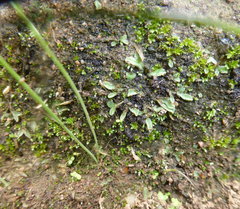 Riccia