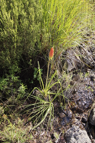 Image of Kniphofia stricta by (c) Tony Rebelo, some rights reserved (CC BY-SA)