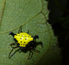 Actinacantha globulata