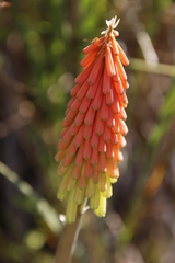 Kniphofia stricta