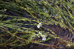 Gomphostigma virgatum