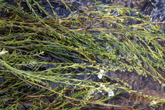 Gomphostigma virgatum