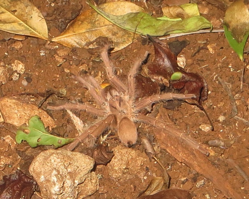 Pelinobius
