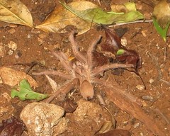 Pelinobius muticus