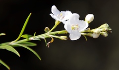 Gomphostigma virgatum