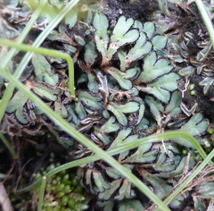 Riccia okahandjana