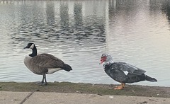 Branta canadensis